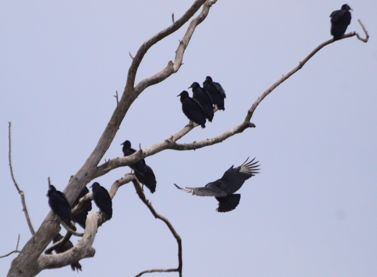 Black Vulture - Michael Topp