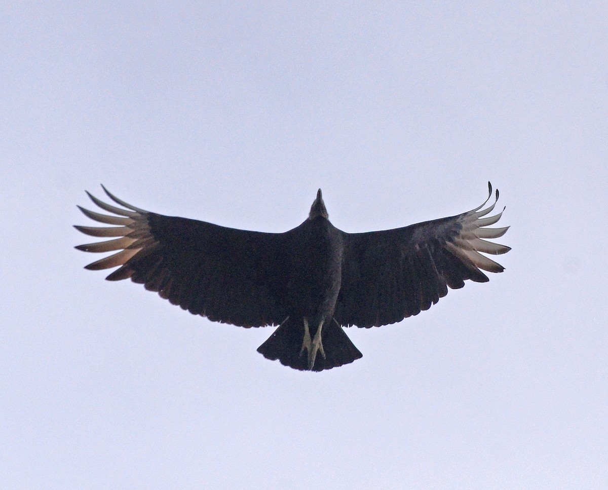 Black Vulture - Michael Topp