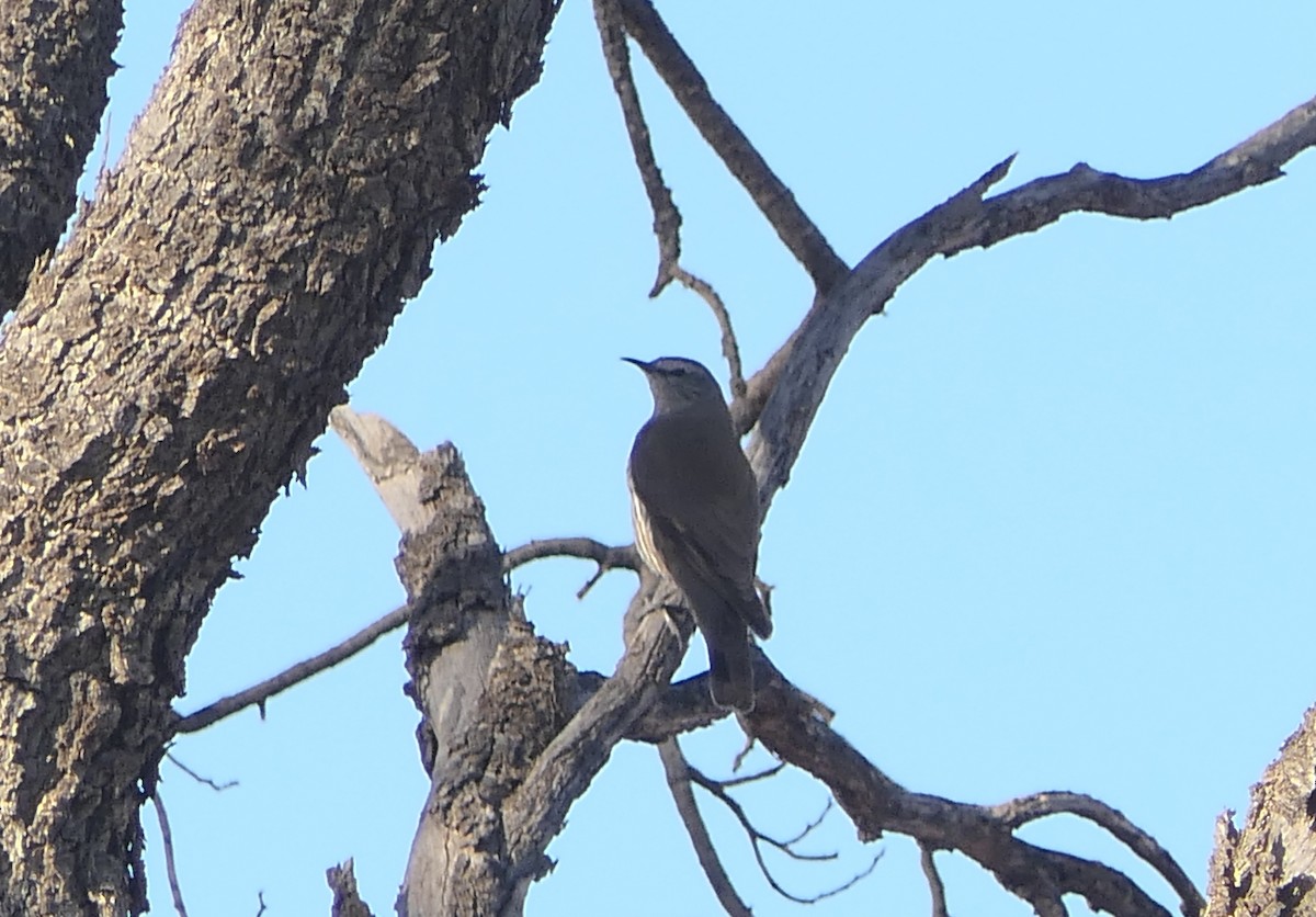 White-browed Treecreeper - ML79157061