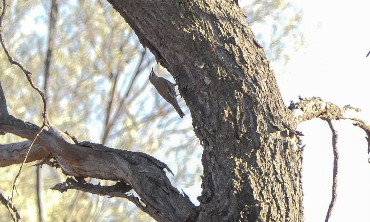 White-browed Treecreeper - ML79157071