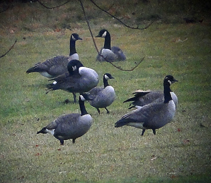 Branta kanadar txikia - ML79159111