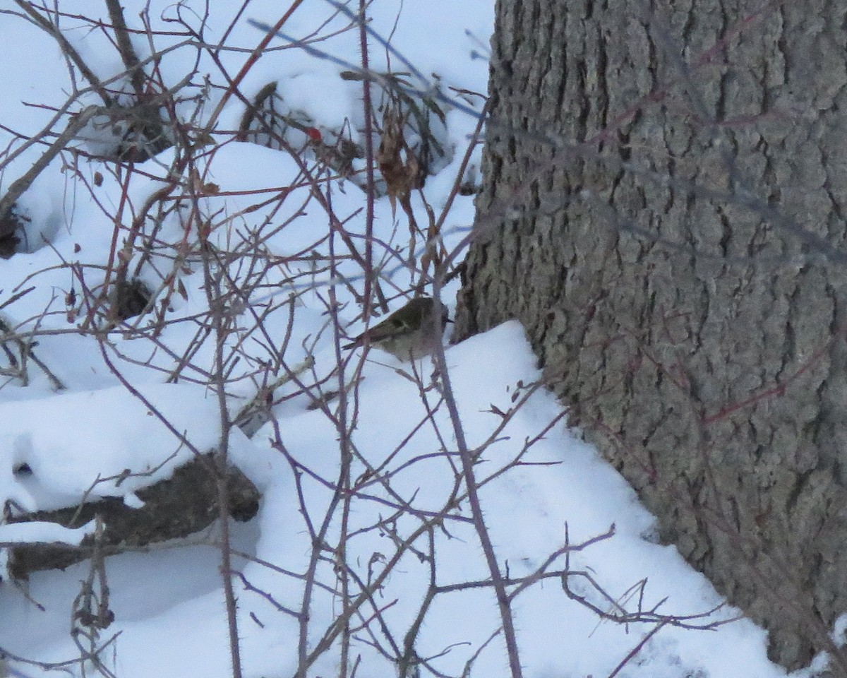 Golden-crowned Kinglet - ML79159651