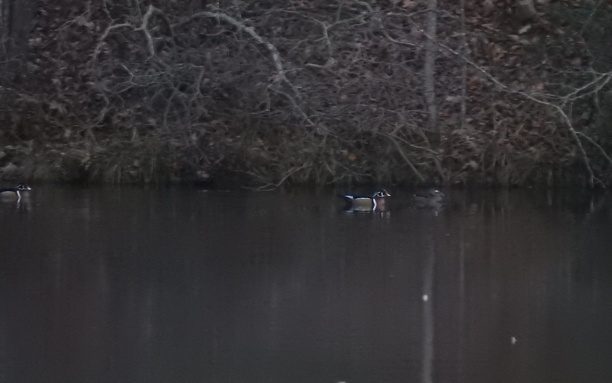Wood Duck - ML79160571