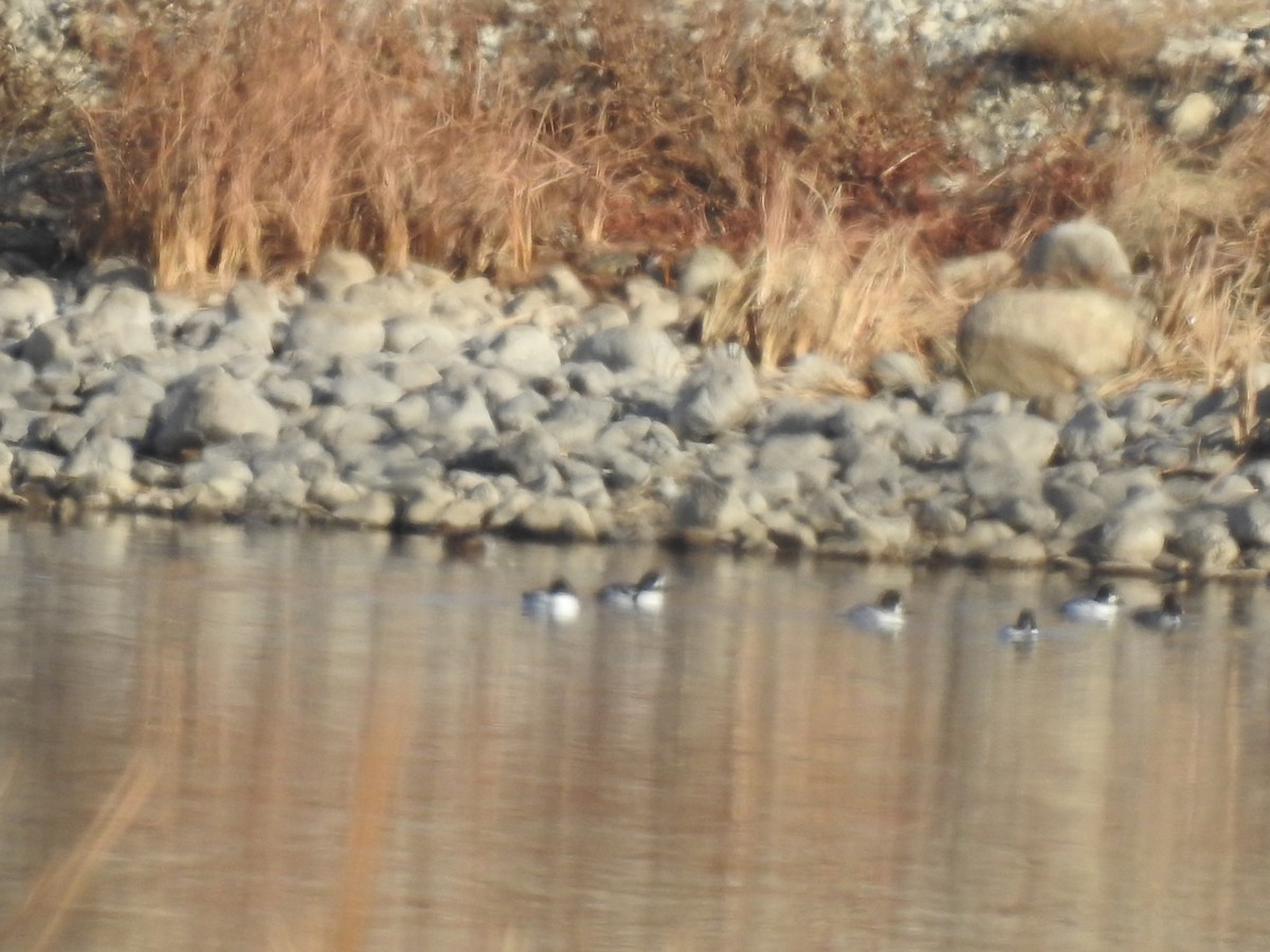 Barrow's Goldeneye - Kimball Garrett