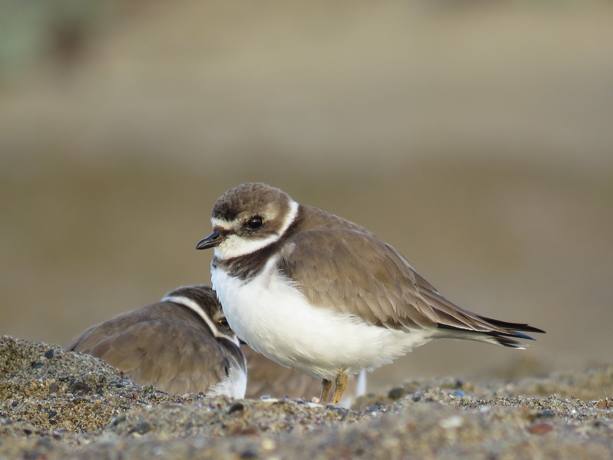 Semipalmated Plover - ML79164571