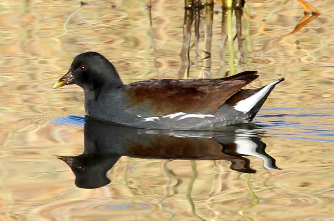 Gallinule d'Amérique - ML79165601