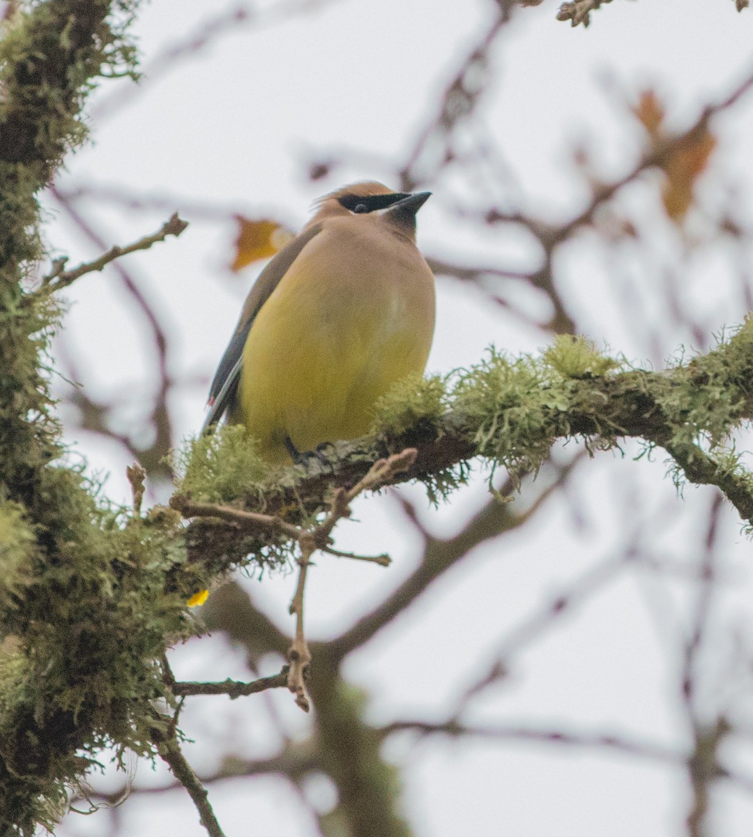 Cedar Waxwing - ML79166181