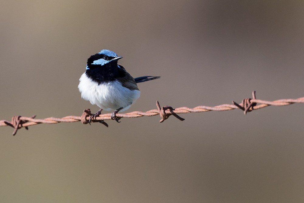 Superb Fairywren - Ákos  Lumnitzer