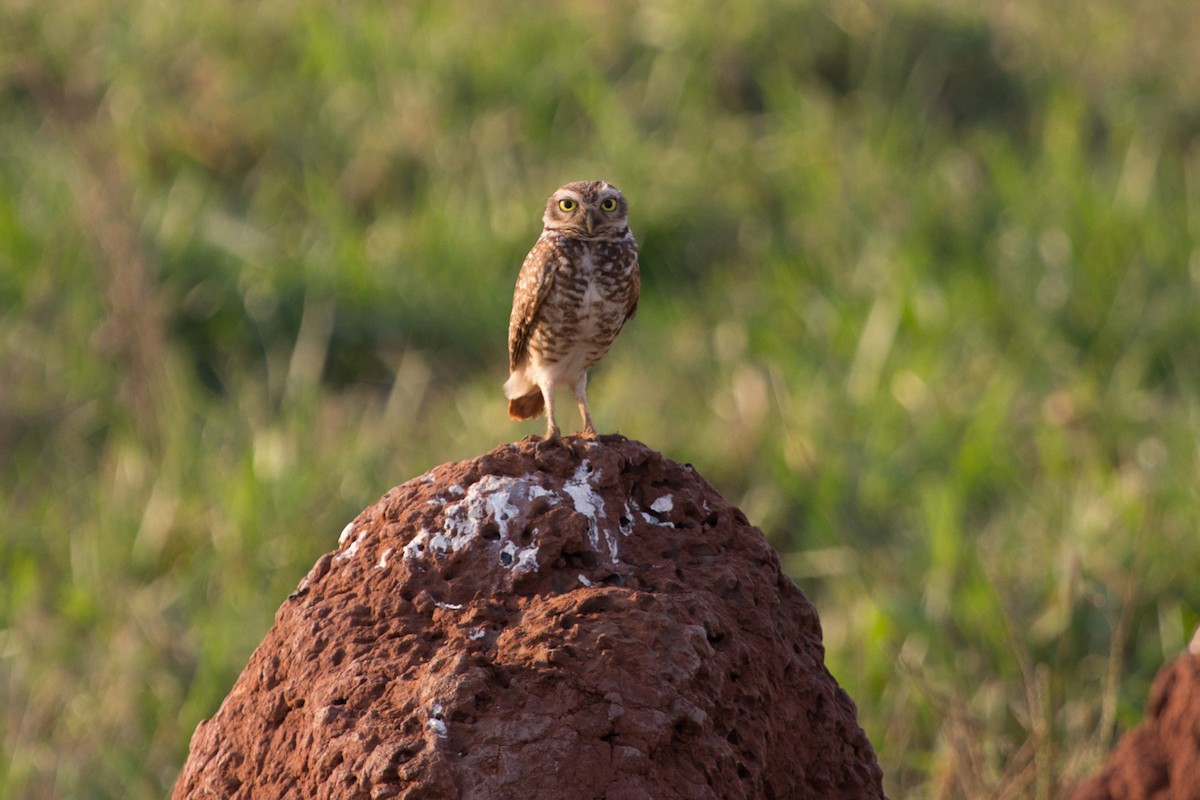 Burrowing Owl - ML79167751