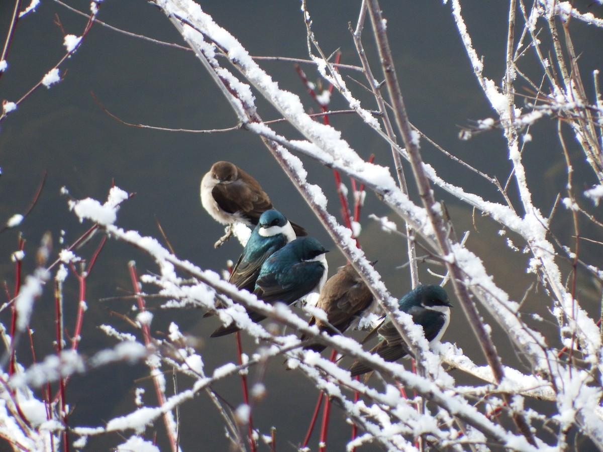 Golondrina Bicolor - ML79169491