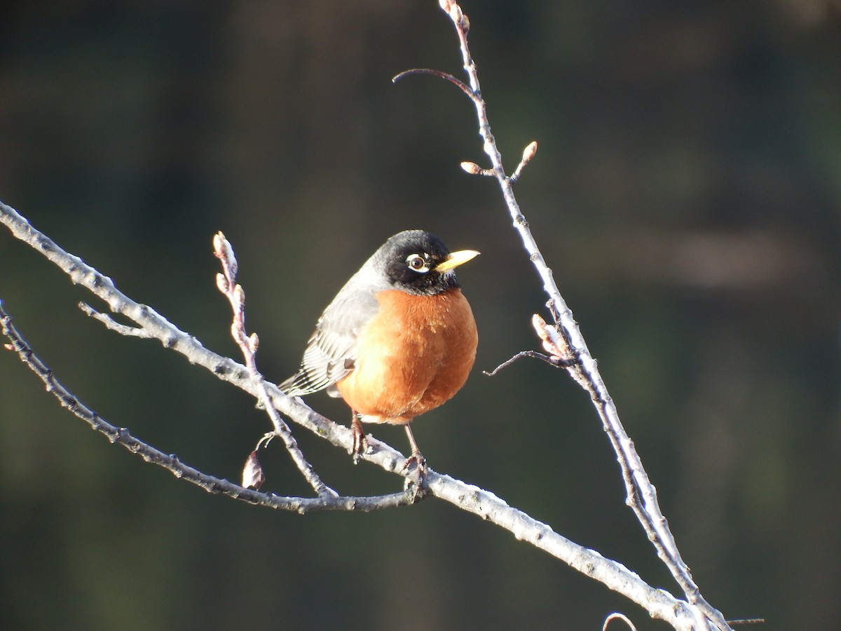 American Robin - ML79169601