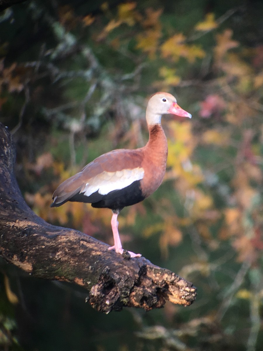 Black-bellied Whistling-Duck - ML79170671