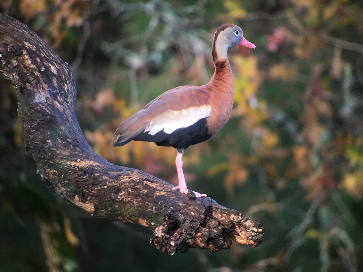 Black-bellied Whistling-Duck - Christian Walker