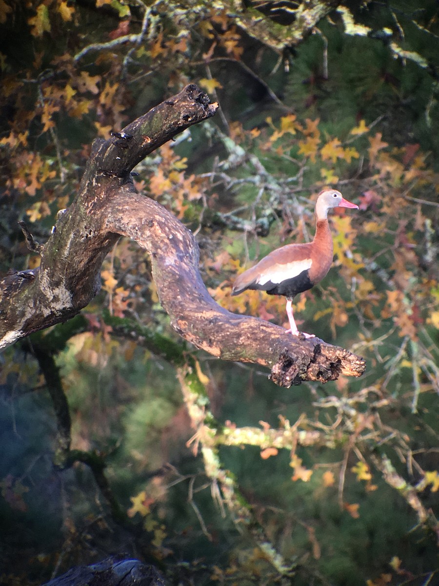 Black-bellied Whistling-Duck - Christian Walker