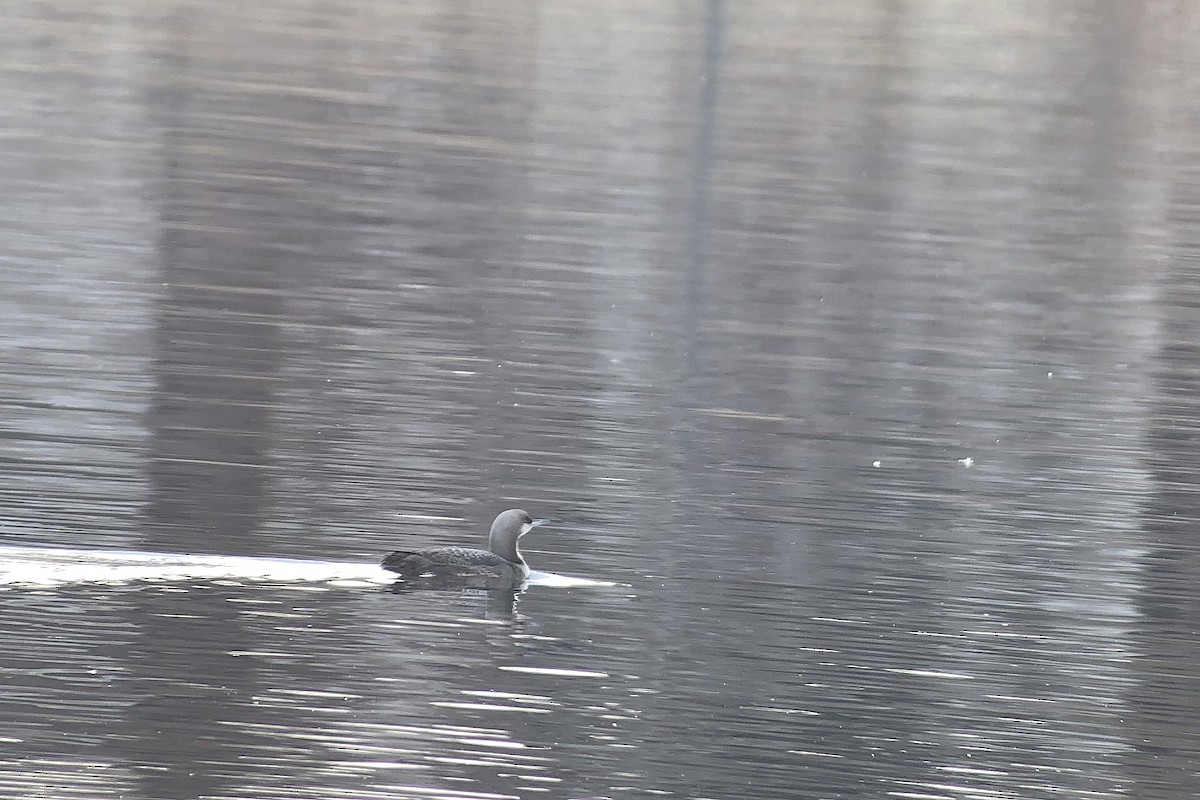 Pacific Loon - Tim Lenz