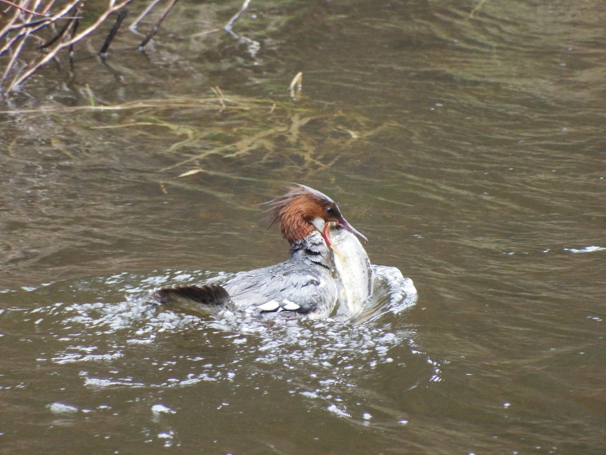 Common Merganser - Nicholas Sly