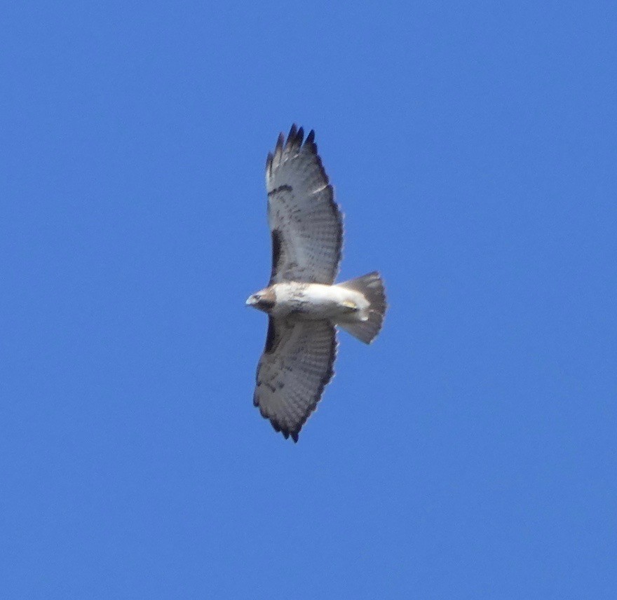 Red-tailed Hawk - Gary Byerly