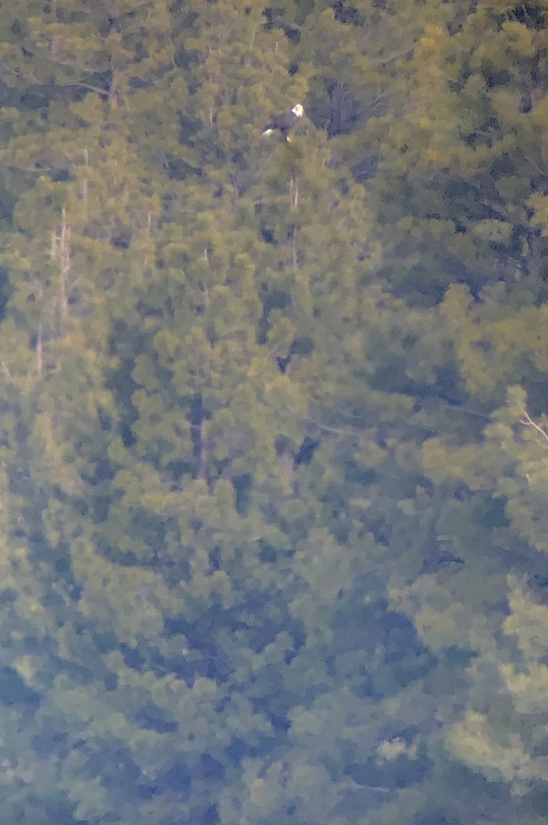 Bald Eagle - ML79172051