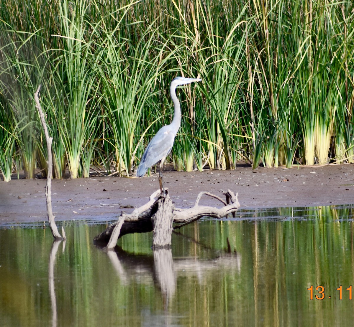 Great Blue Heron - ML79172401