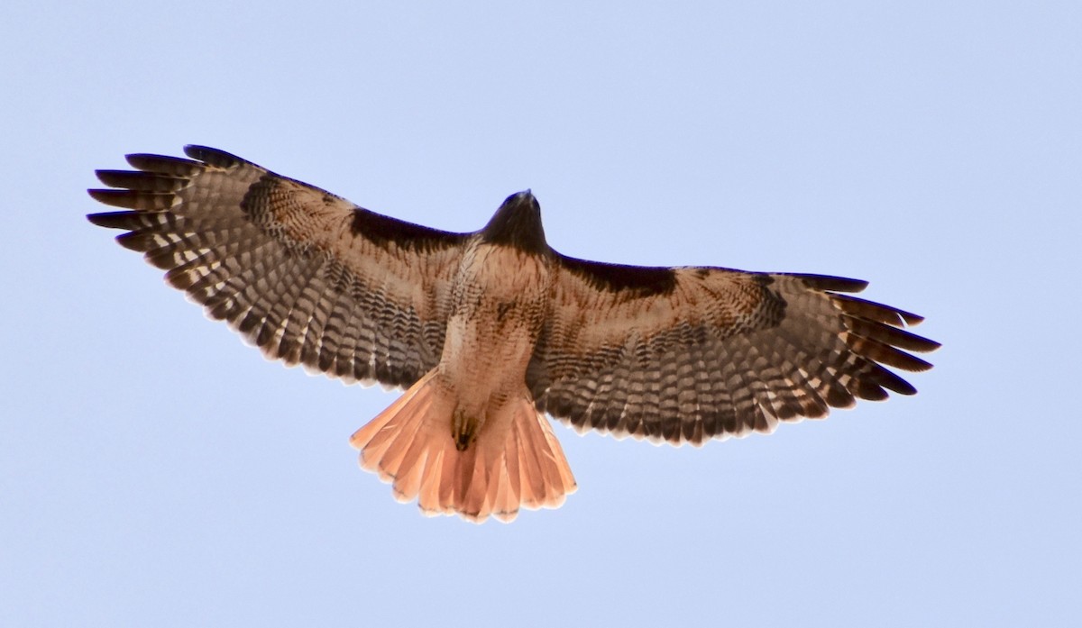 Red-tailed Hawk - ML79172471