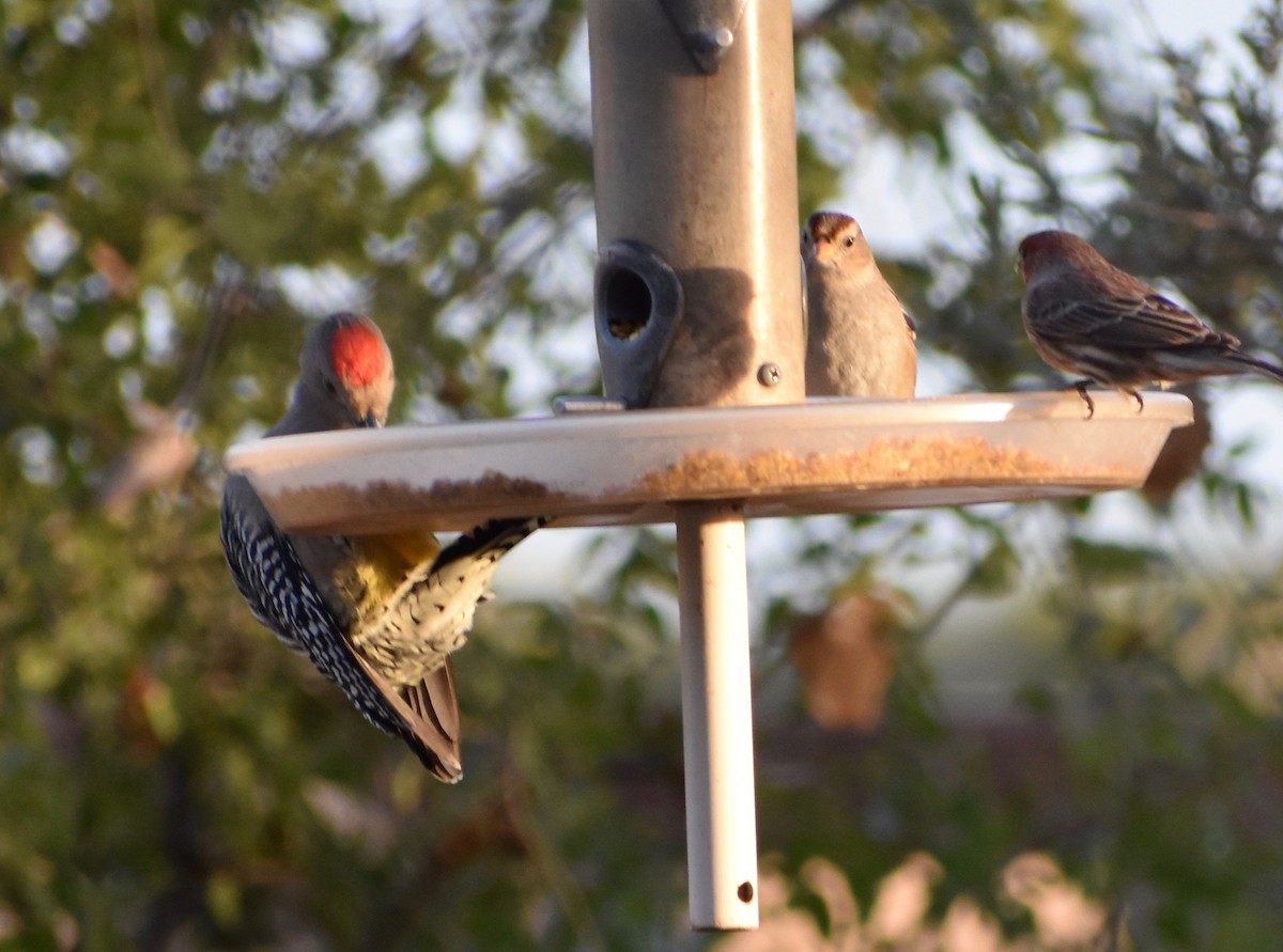 Gila Woodpecker - ML79172731