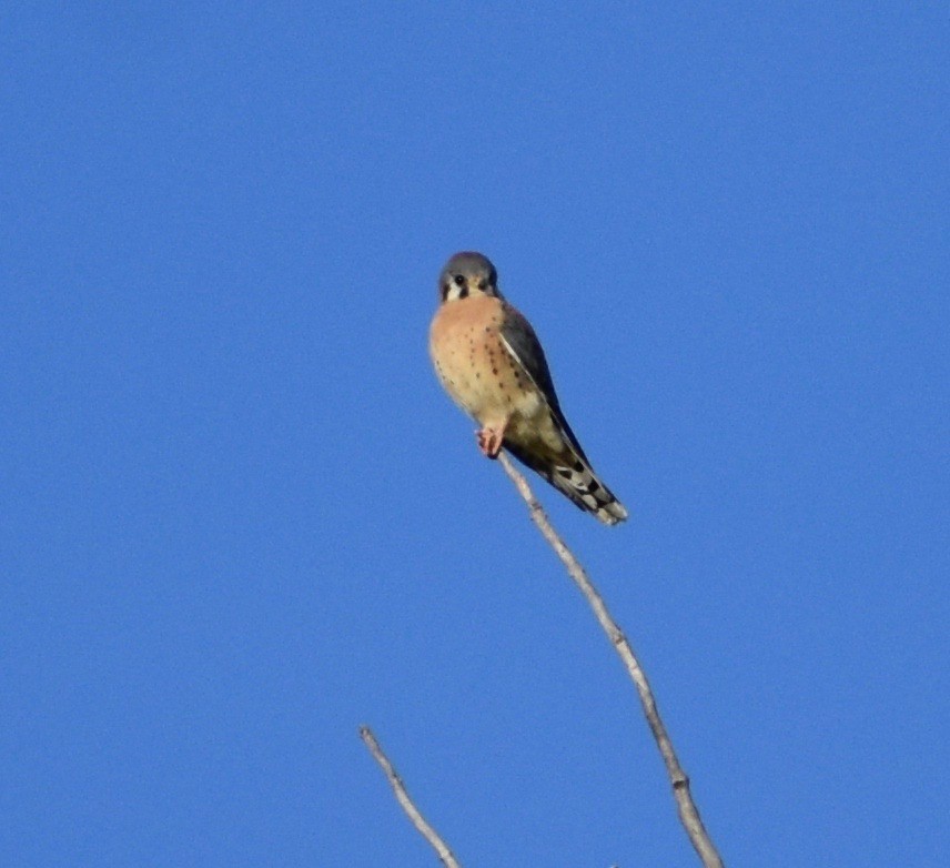 American Kestrel - ML79172781