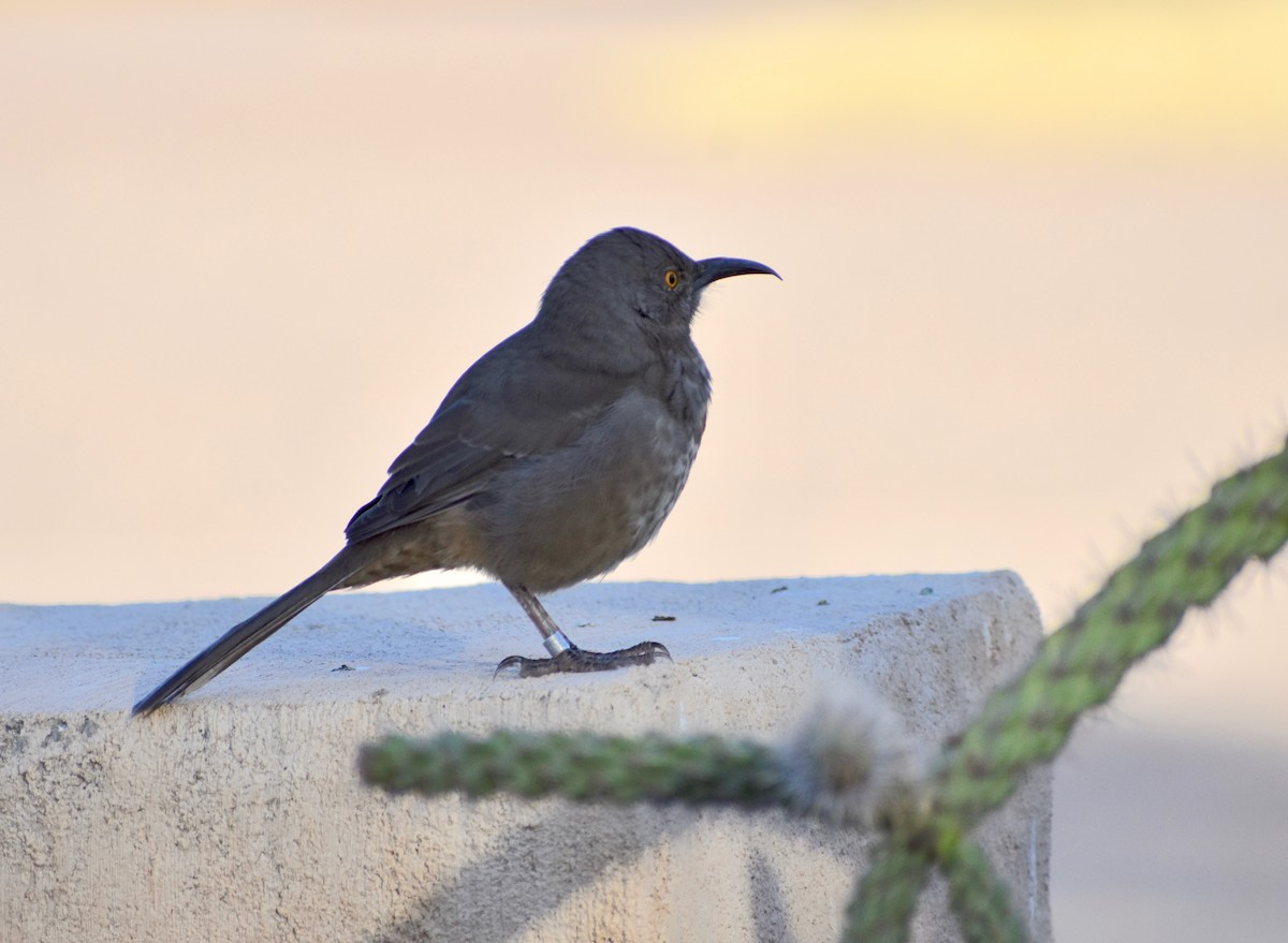 Curve-billed Thrasher - ML79172841