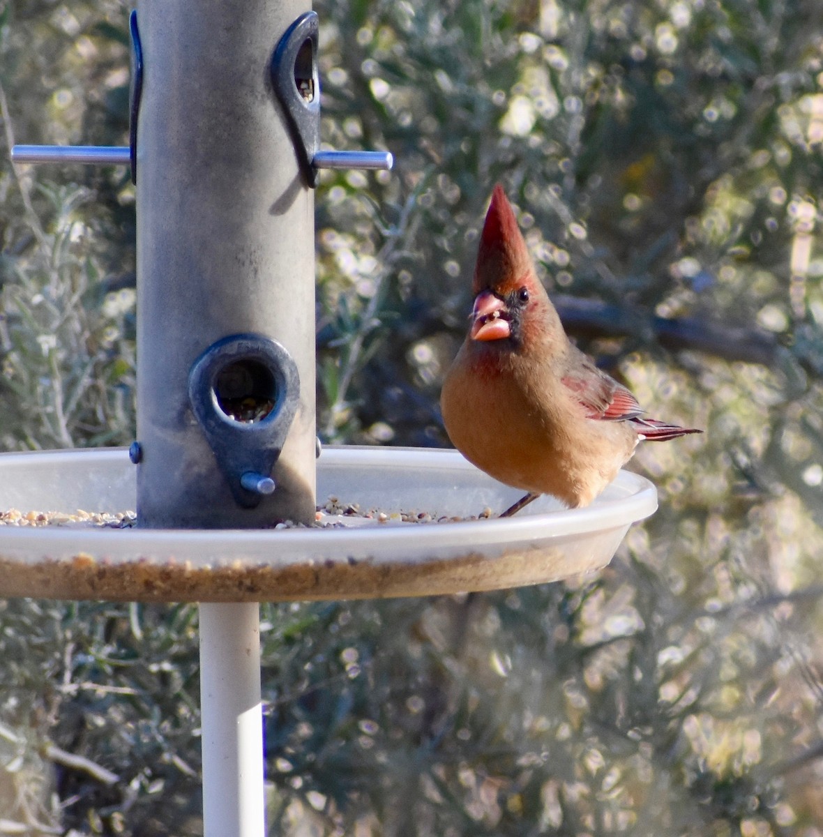 Northern Cardinal - ML79173381