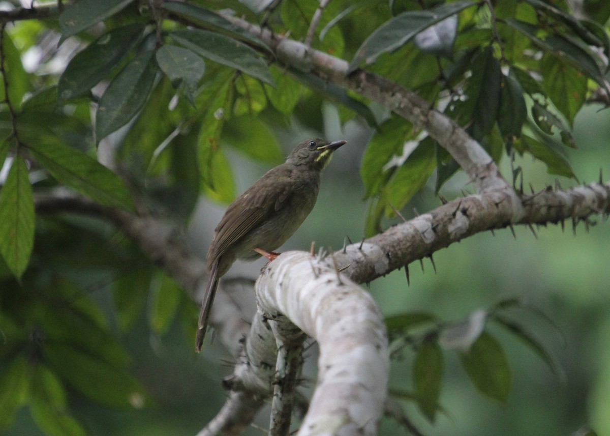 Yellow-whiskered Greenbul - ML79173481