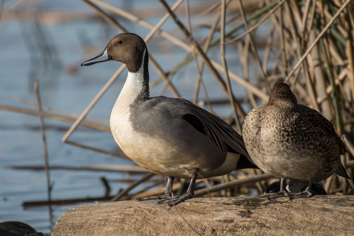 Northern Pintail - Susan Teefy