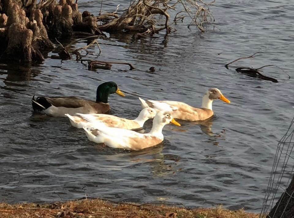 Mallard (Domestic type) - Robin Sowton