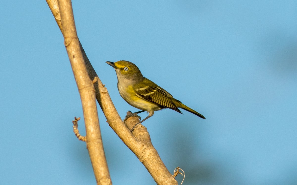 White-eyed Vireo - Shane Runyon