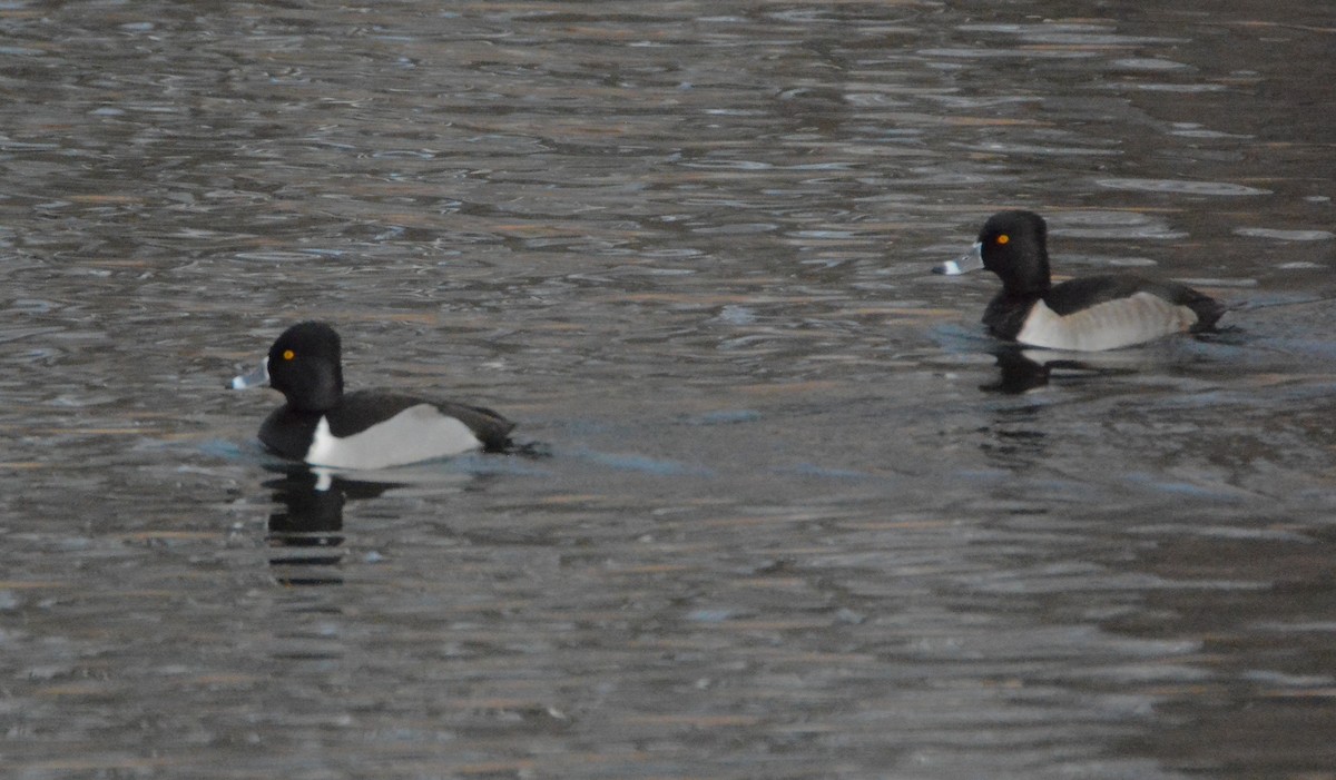 Ring-necked Duck - Richard Garrigus