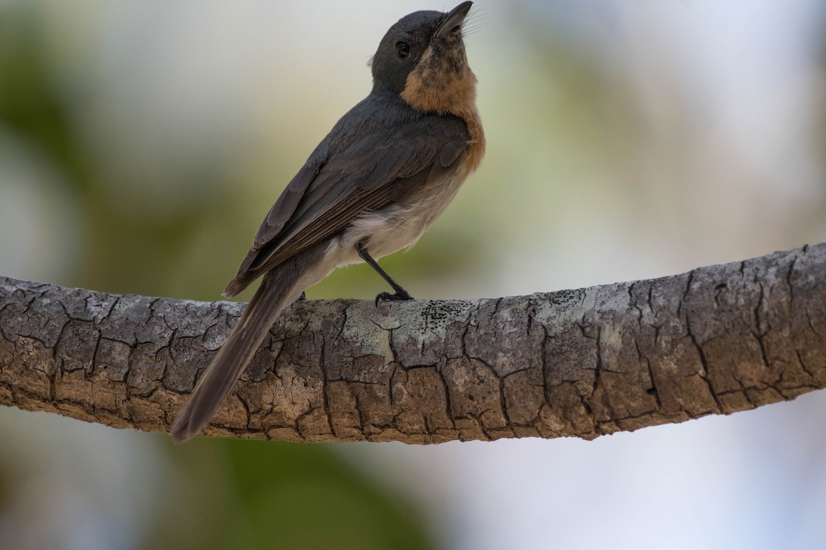 Leaden Flycatcher - ML79179831