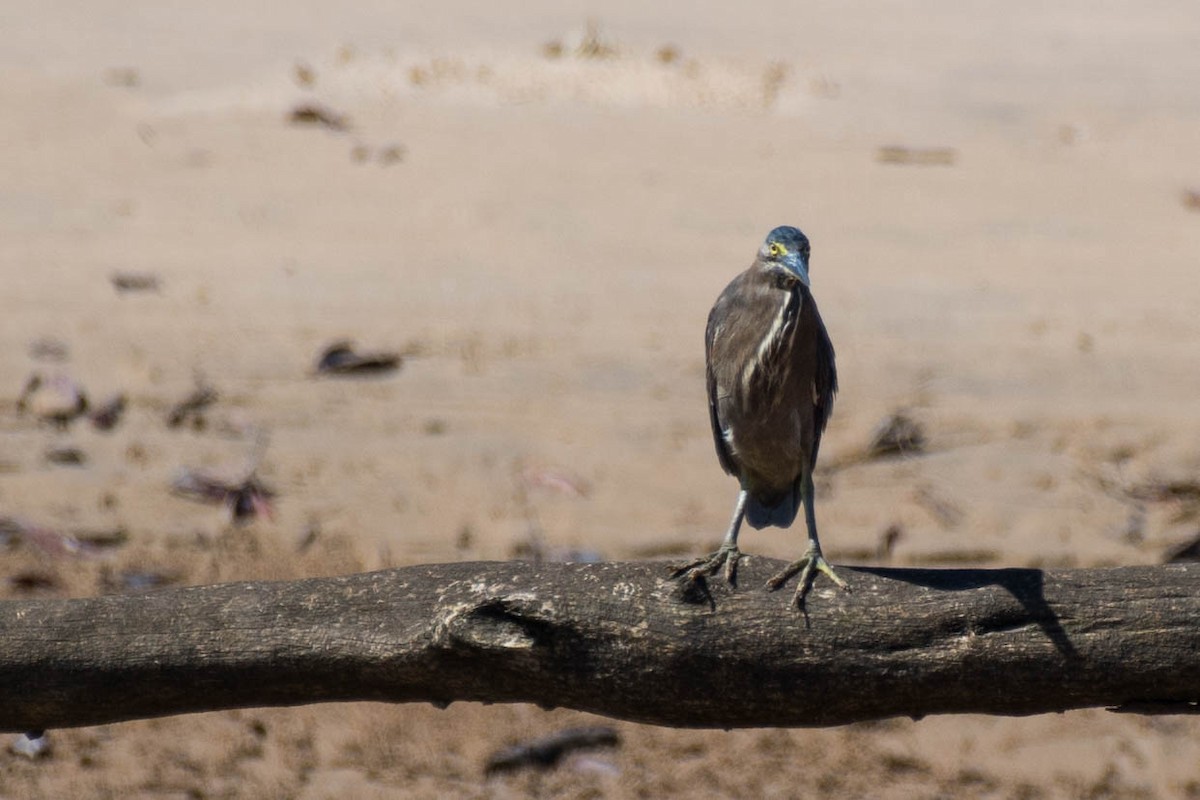 Striated Heron - ML79179901