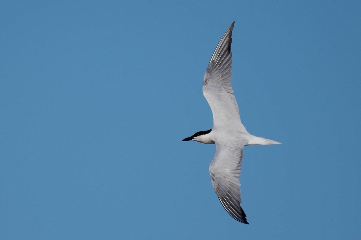 Australian Tern - Terence Alexander