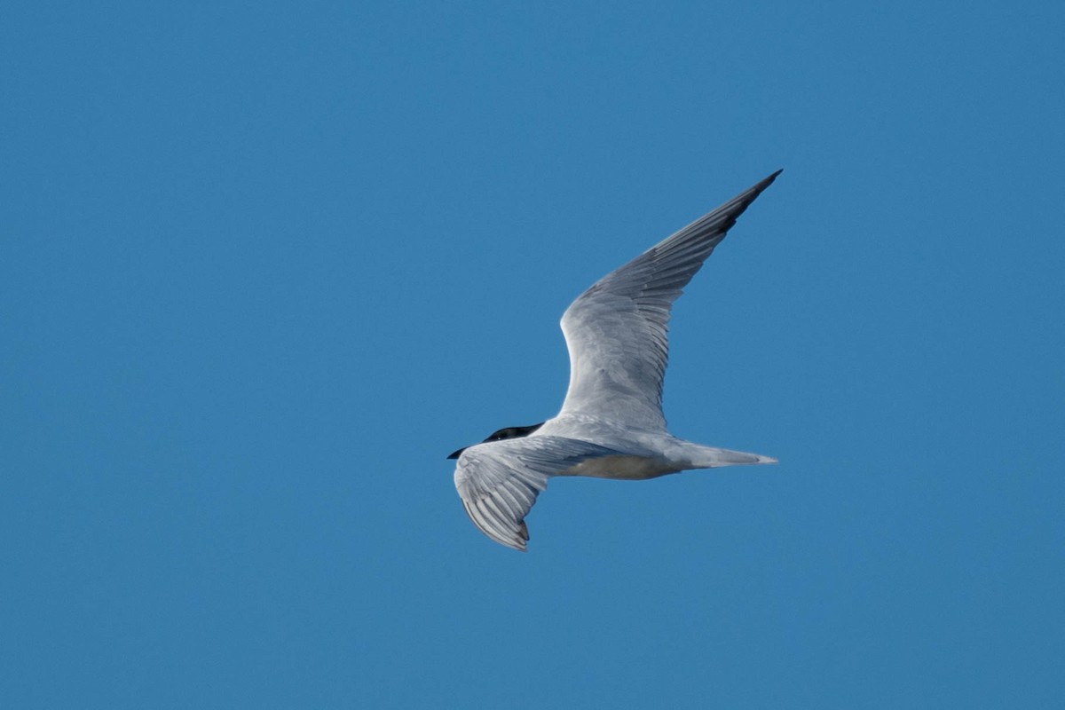 Australian Tern - ML79180081