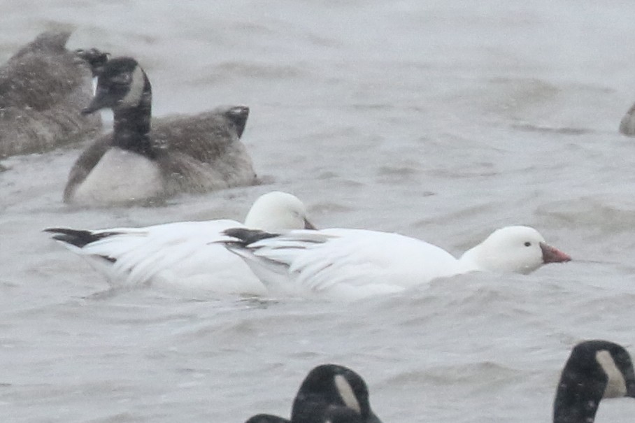 Ross's Goose - ML79180711