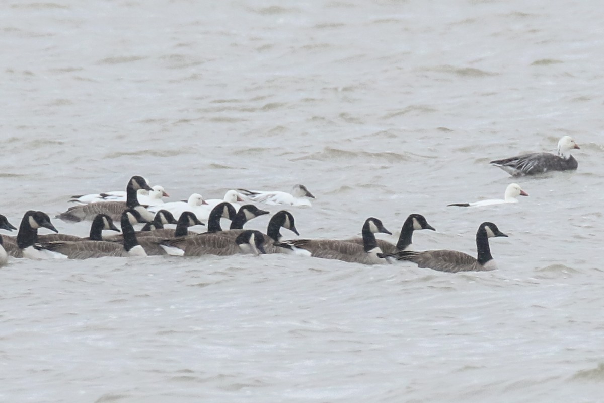 Ross's Goose - ML79180721