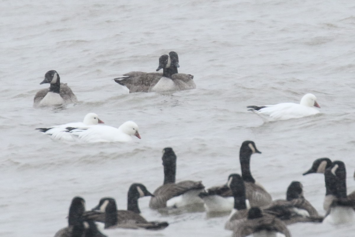 Ross's Goose - ML79180731