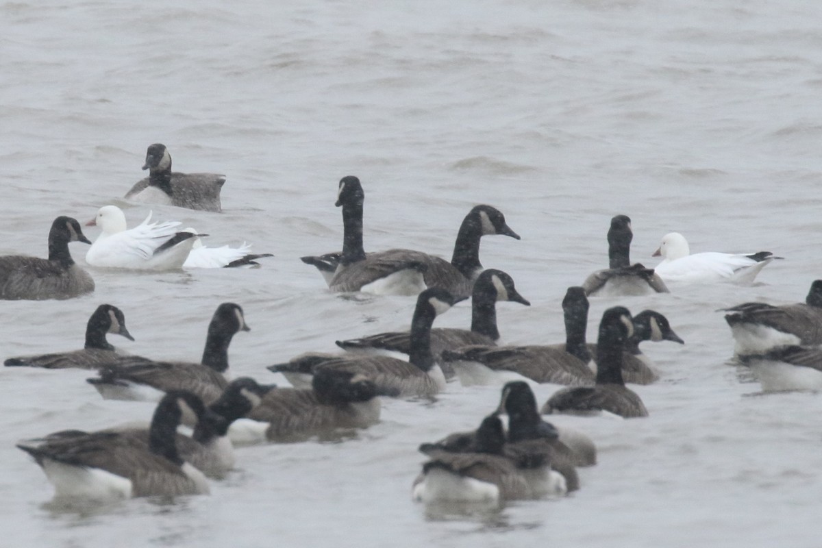 Ross's Goose - ML79180751