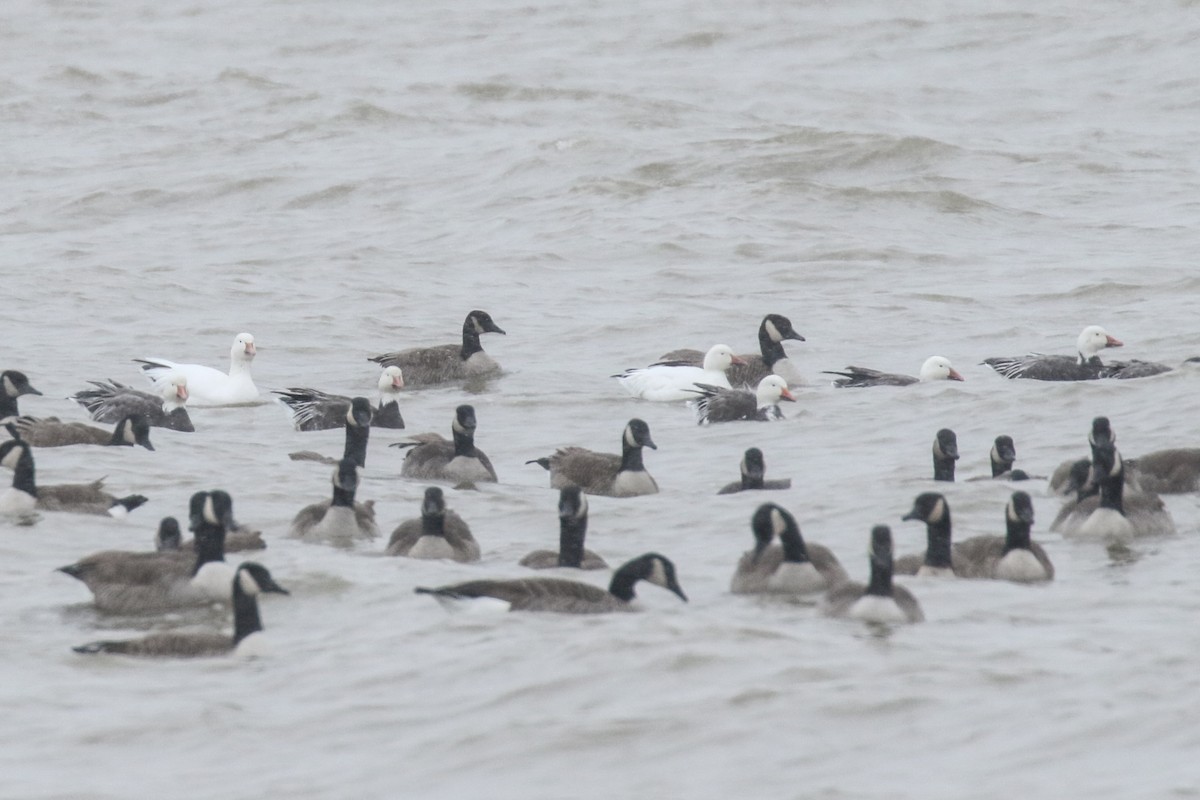 Snow Goose - ML79181051