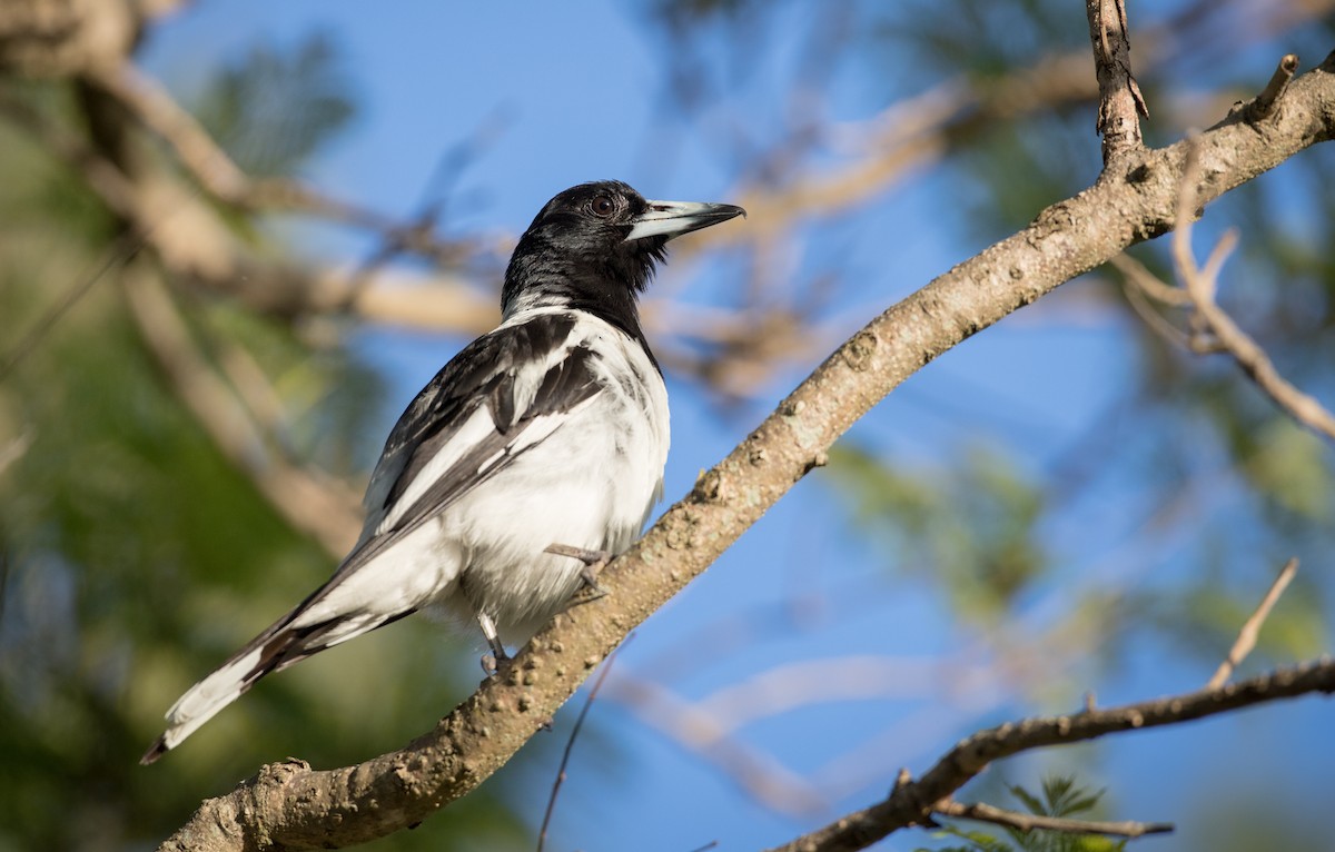 Pied Butcherbird - ML79186431