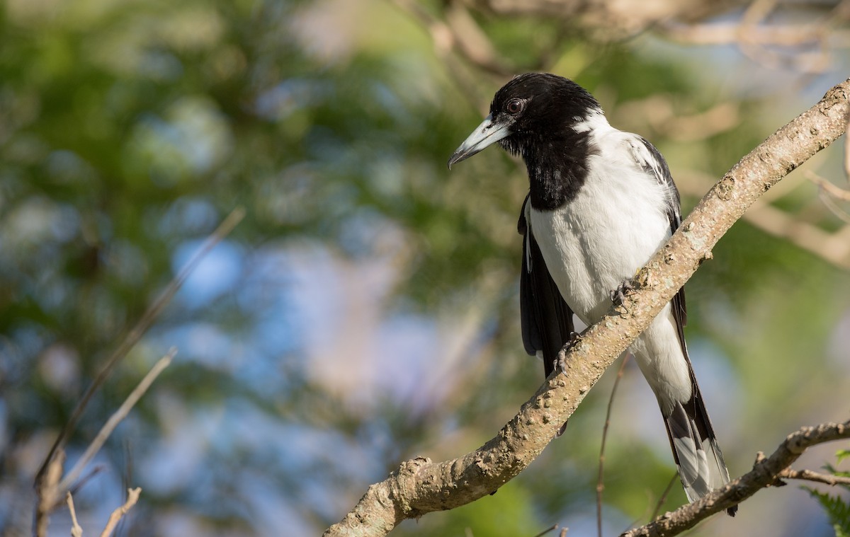 Pied Butcherbird - ML79186451