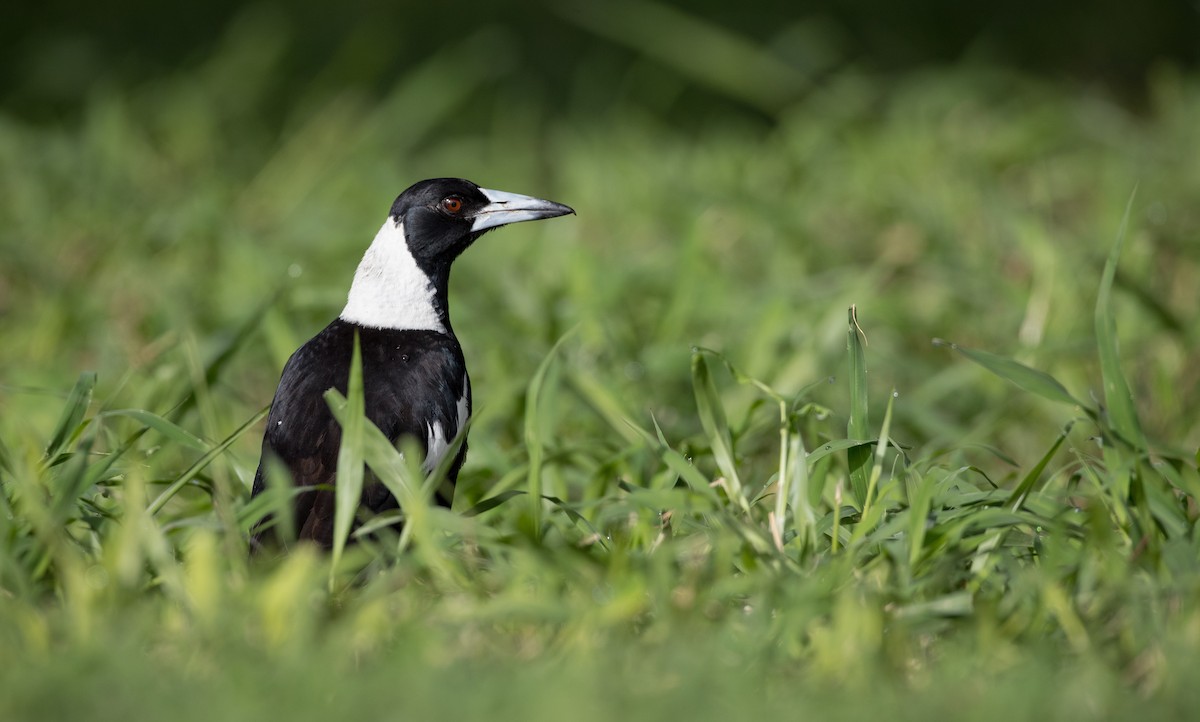 Australian Magpie (Black-backed) - ML79187431