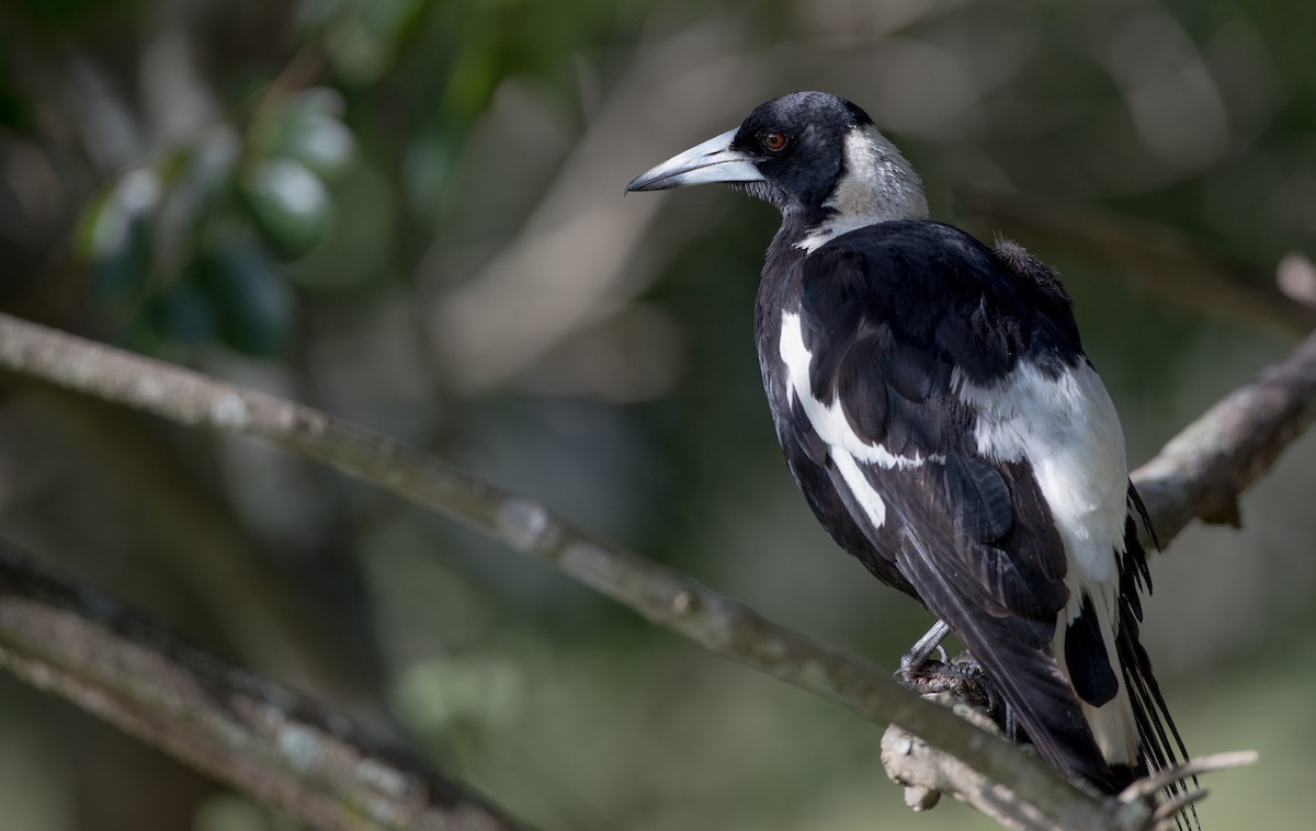 Australian Magpie (Black-backed) - ML79187481