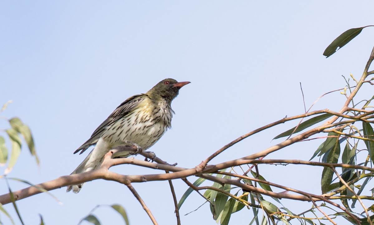 Olive-backed Oriole - ML79187491
