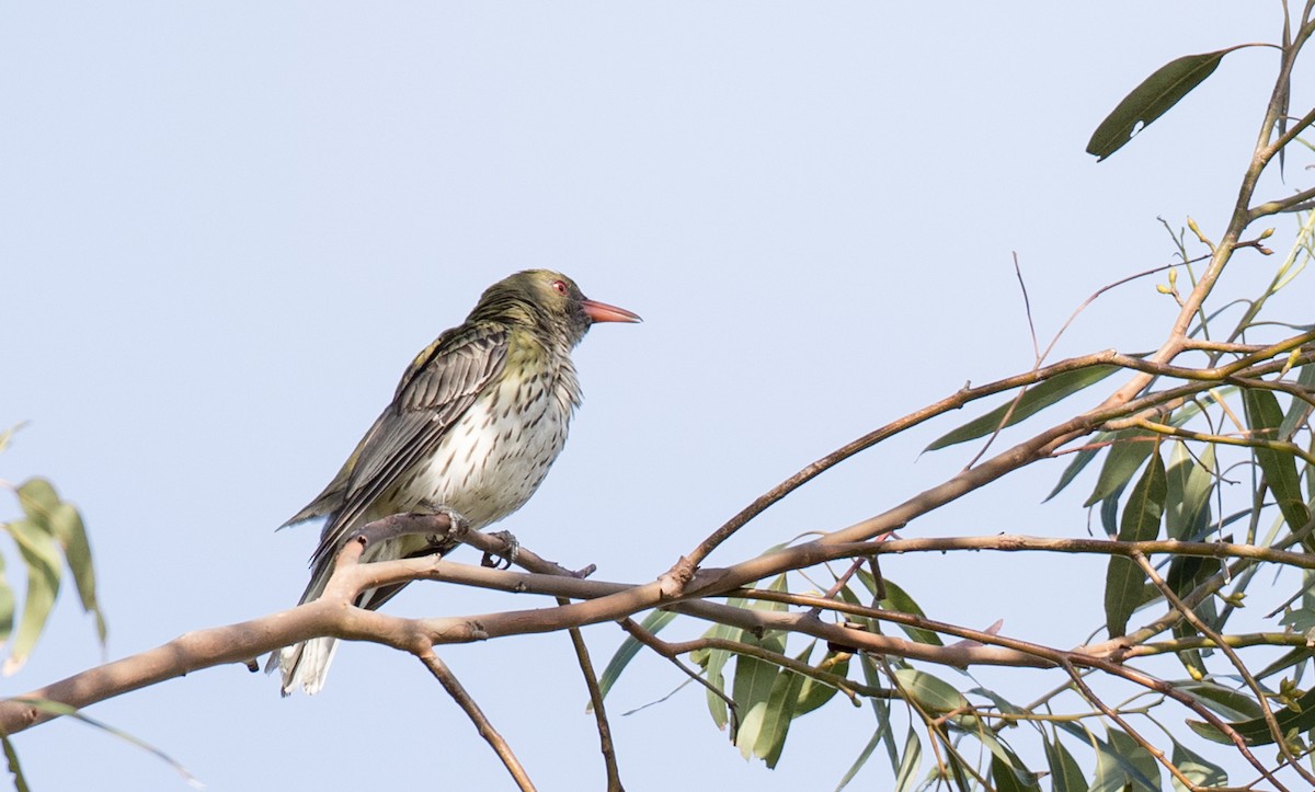 Olive-backed Oriole - ML79187501