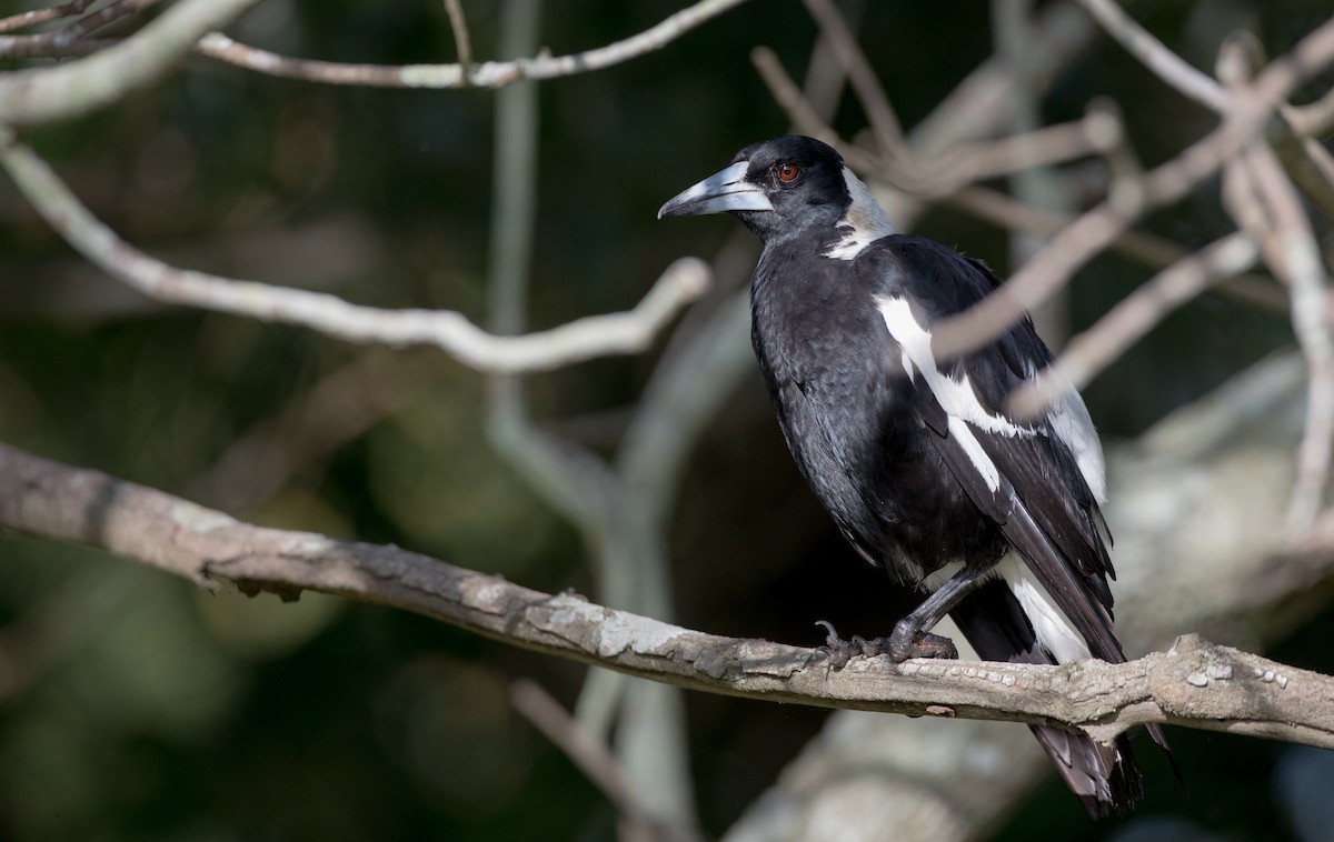 Australian Magpie (Black-backed) - ML79187511