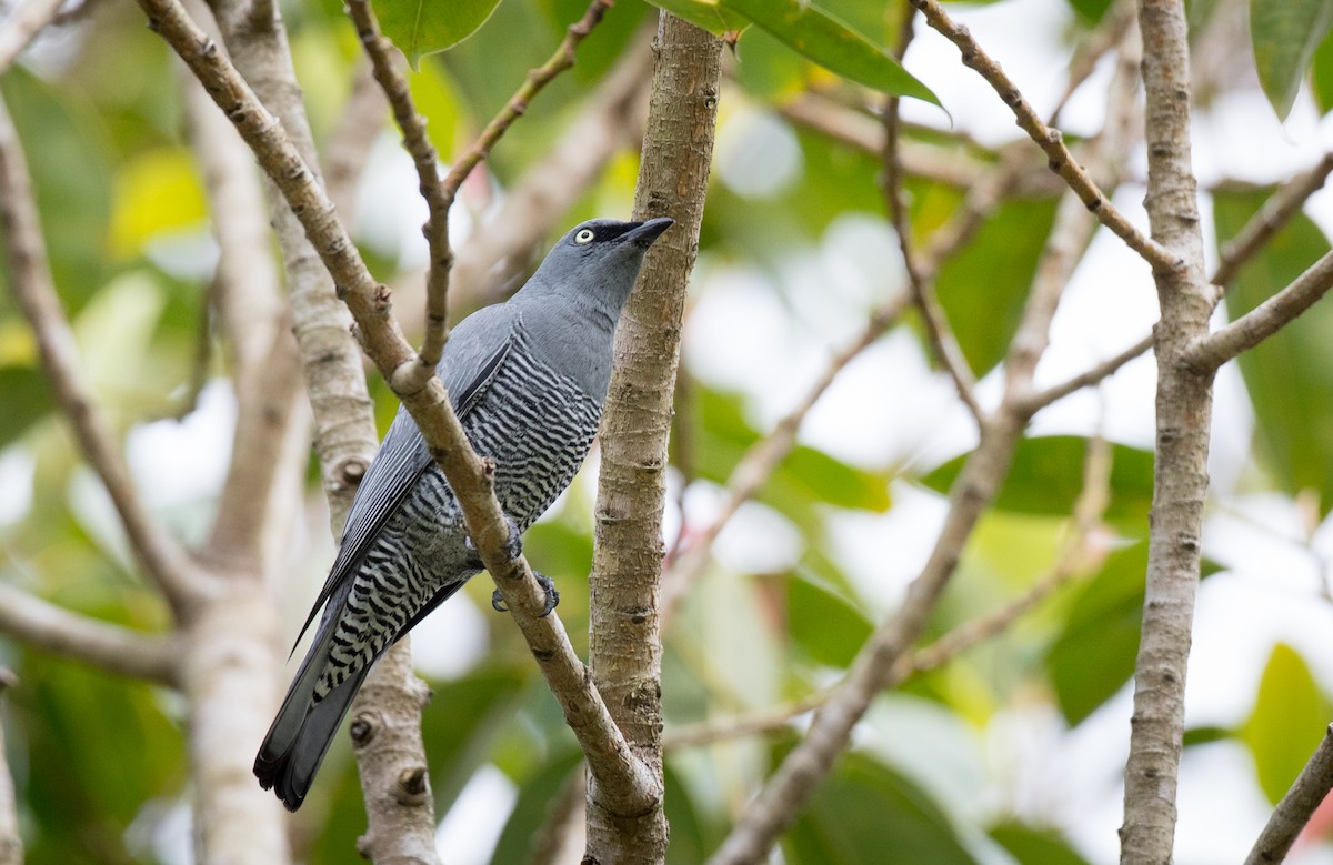 Barred Cuckooshrike - ML79188291